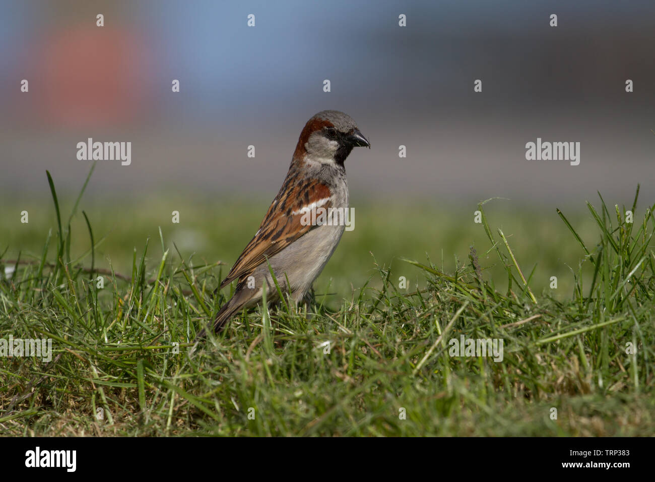 Passer domesticus germany hi-res stock photography and images - Alamy