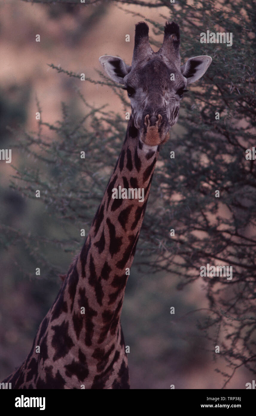Giraffe Roths child Tanzania Stock Photo