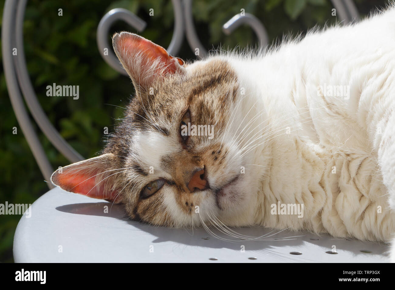 Lying down tabby cat on a table in a garden Stock Photo