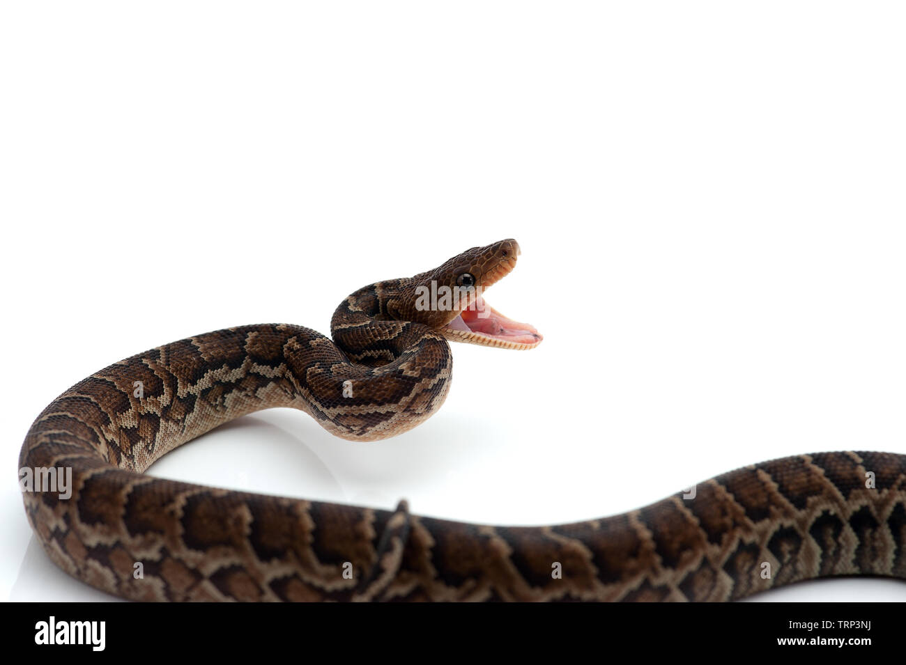 Cuban Boa Epicrates Angulifer This Snake Is Threatened With Extinction  Stock Photo - Download Image Now - iStock