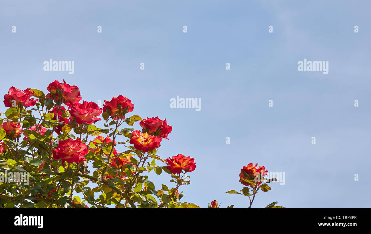 Red roses and blue sky Stock Photo - Alamy