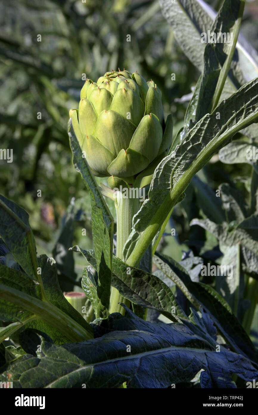 Artichoke field california hires stock photography and images Alamy