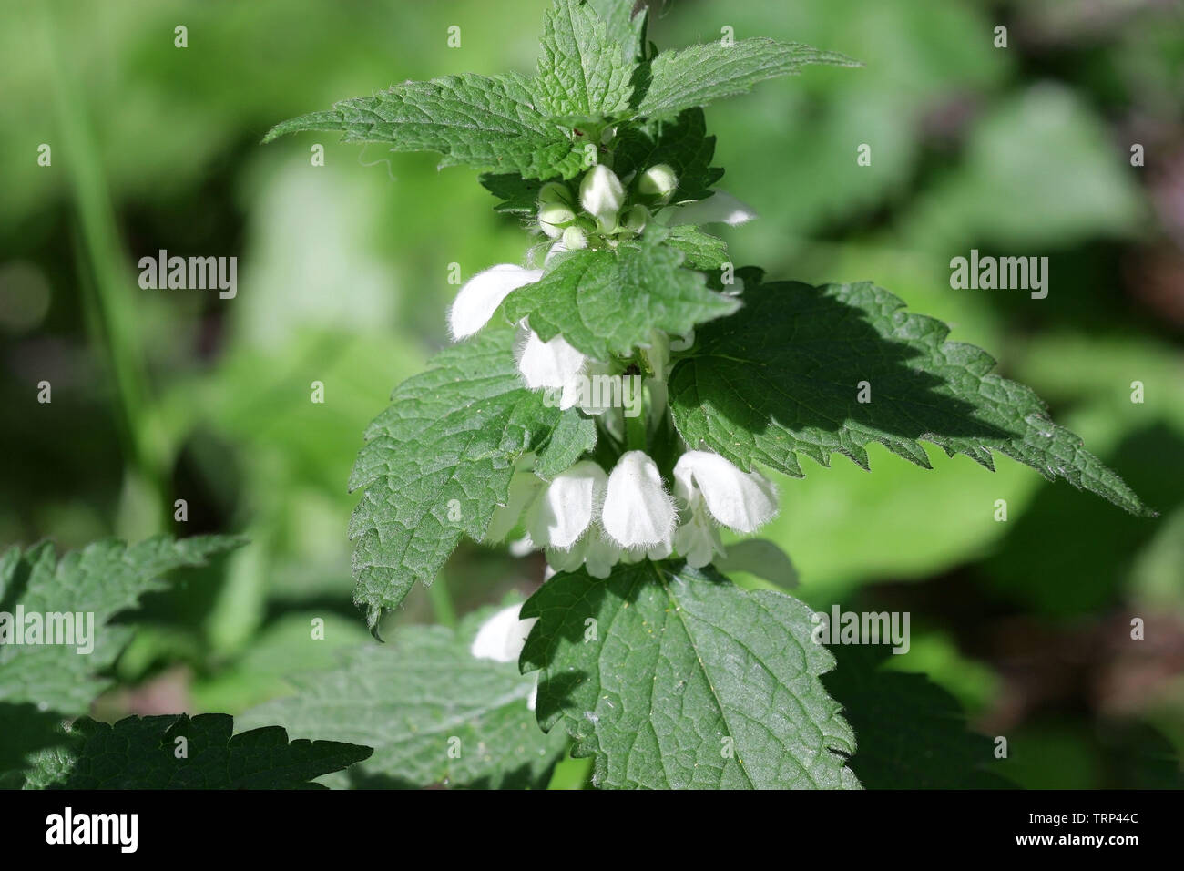 The blossoming  dead nettle  in sunny day a close up. Lamium album. Lamiaceae Family. Stock Photo