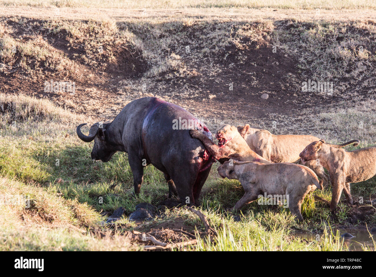 Lionesses, part of a pride, take down a cape Buffalo in Ngorongoro Crater,  Tanzania. Hunting cooperativelly. Often lions are killed by cape buffalo  while trying to take down and kill this dangerous