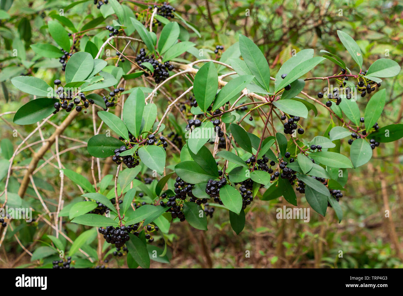 Marlberry (Ardisia escallonioides) - Pine Island Ridge Natural Area, Davie, Florida, USA Stock Photo