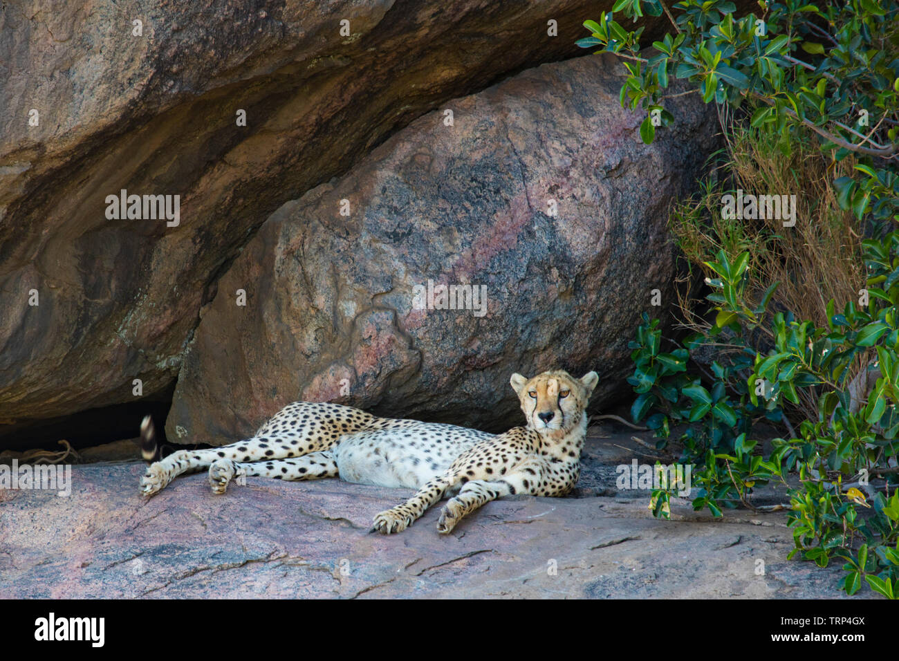 Cheetah resting in shade of kopje (rock outcropping), Serengeti ...