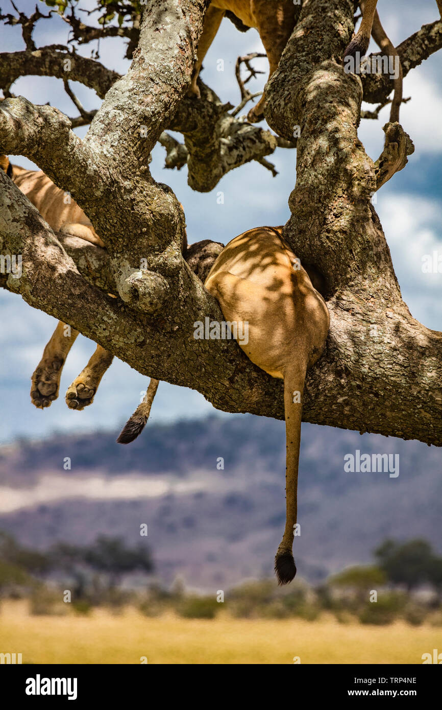 A lion pride climbed a sausage tree to sleep and escape biting flies. Stock Photo