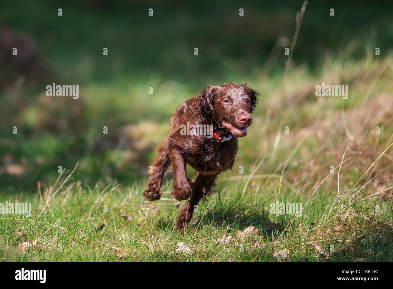 gun dog. Spaniels were especially bred 