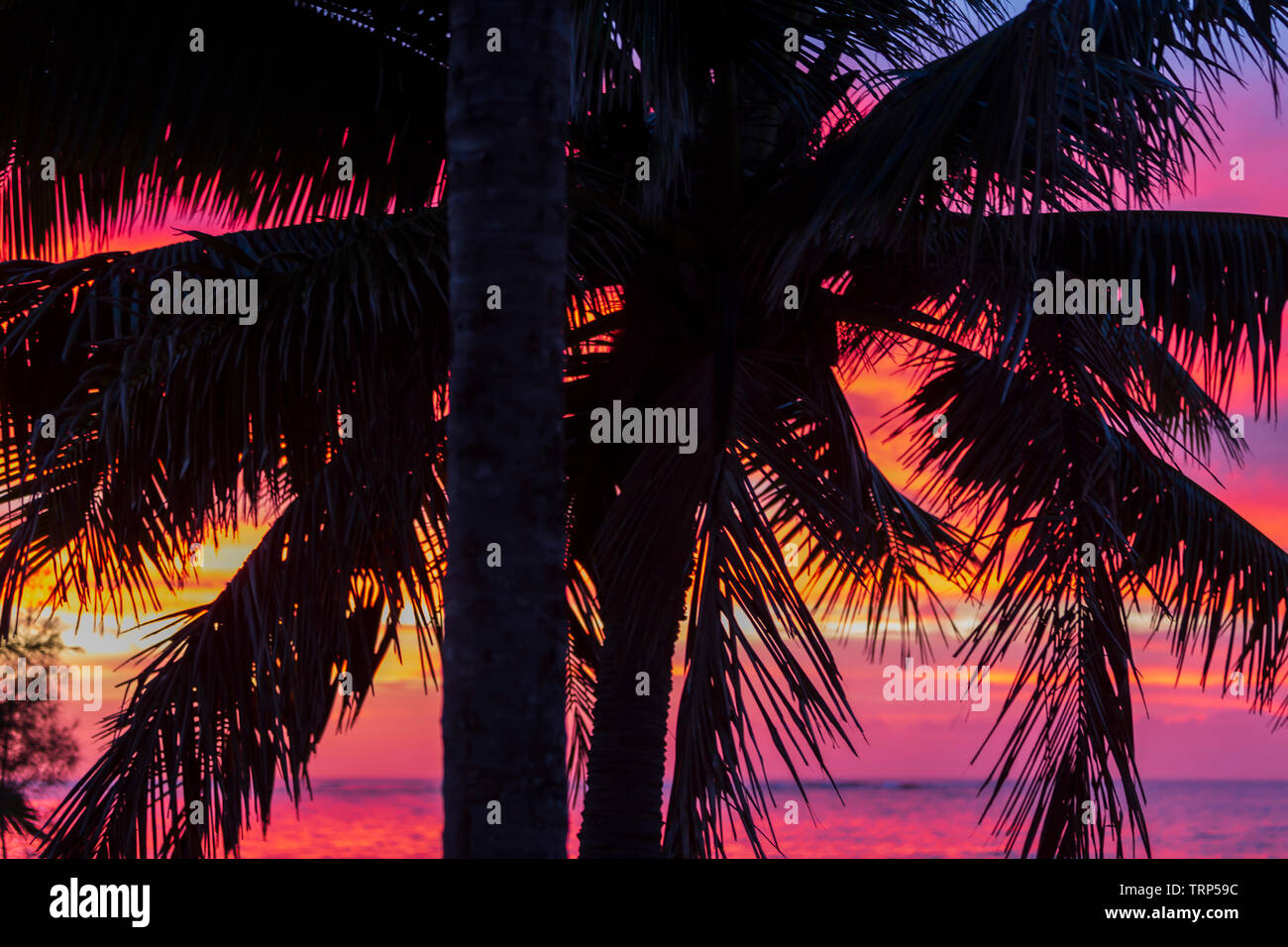 Hawaii sunset palm trees red hi-res stock photography and images - Alamy