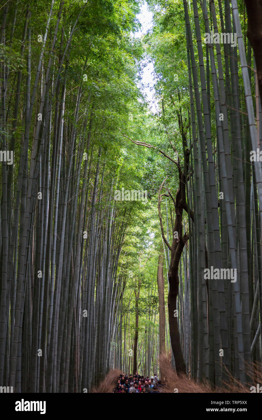 Bamboo Forest / Arashiyama Bamboo Grove / Sagano Bamboo Forest, Kyoto, Japan Stock Photo Alamy