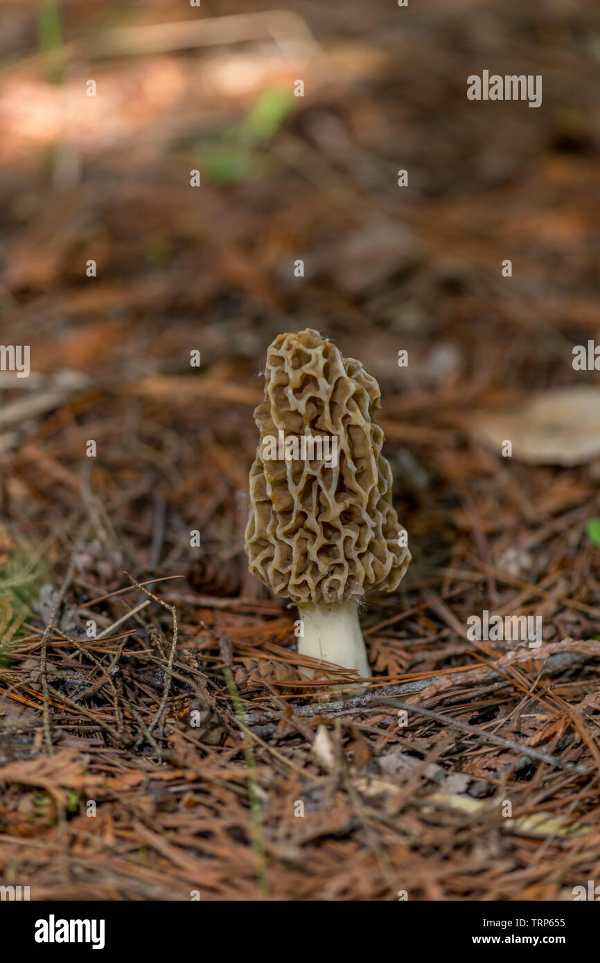 A true Morel Mushroom (Genus Morchella) an edible fungi found growing