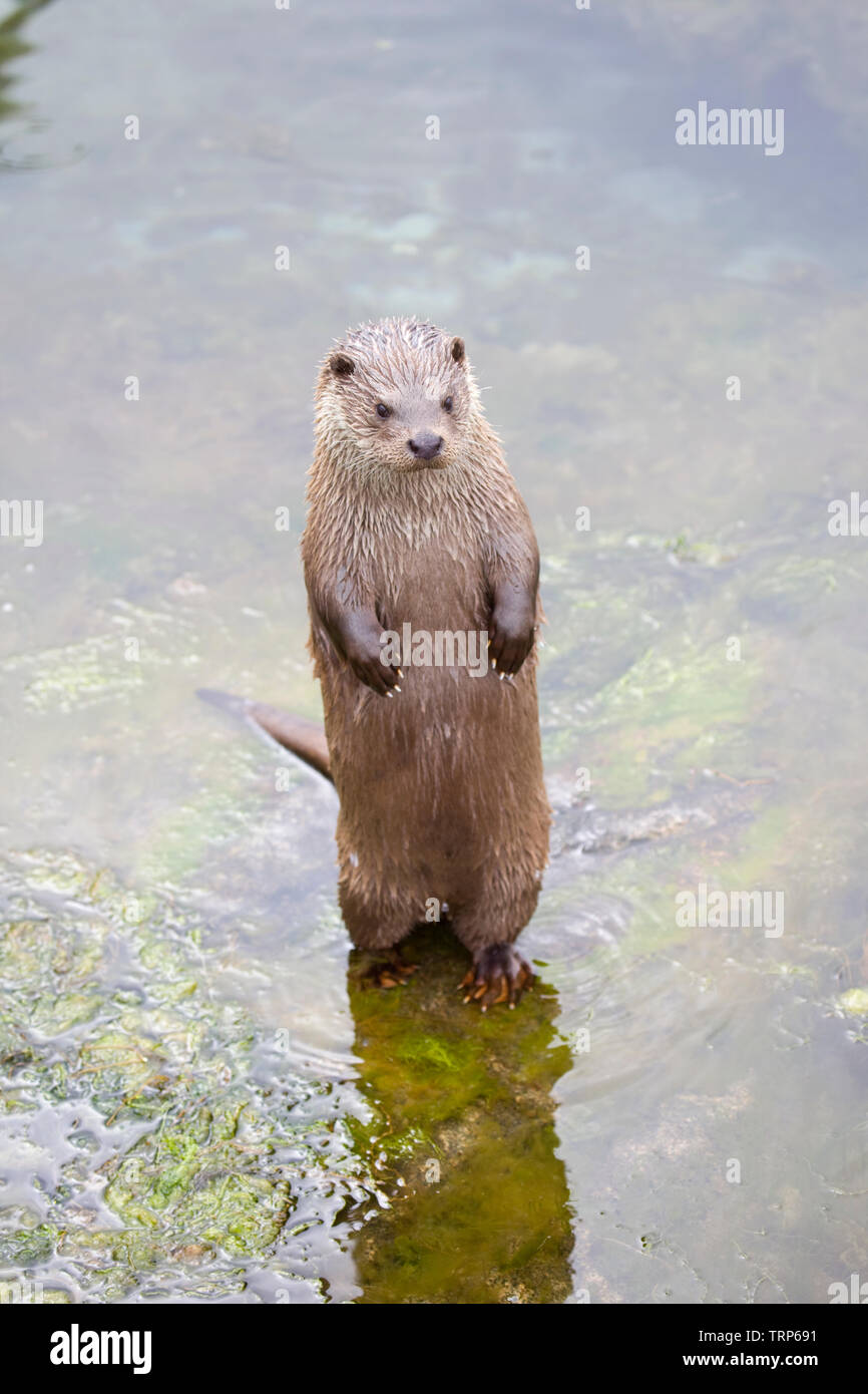 Otter standing up on rocks in shallow water Stock Photo