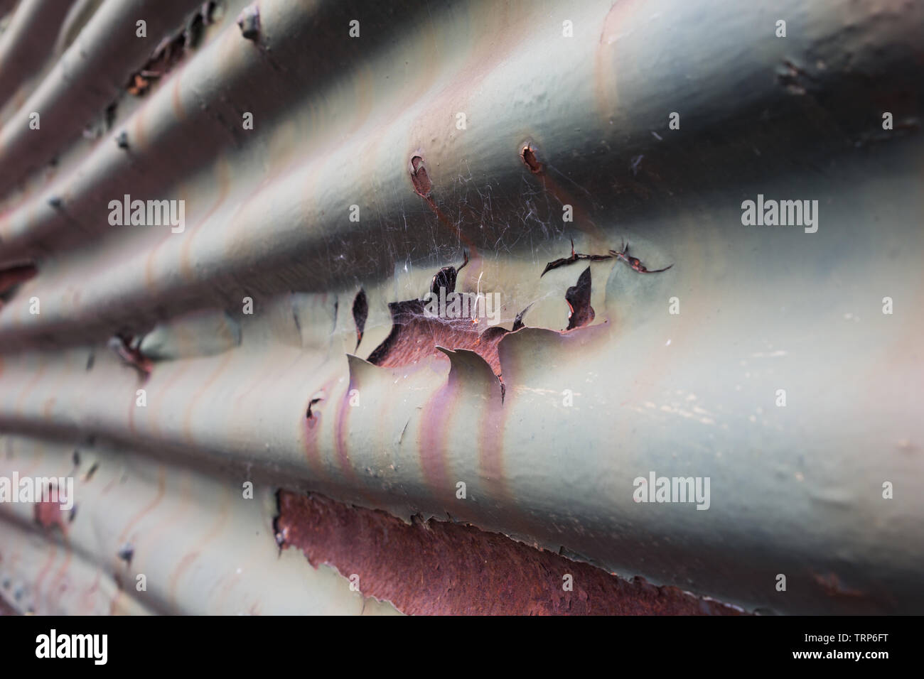 Green peeling paint on corrugated iron hires stock photography and