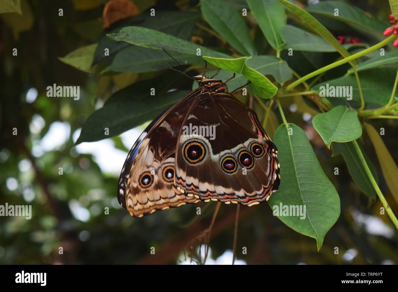 Blue Morpho Butterfly with Wings Closed Stock Photo