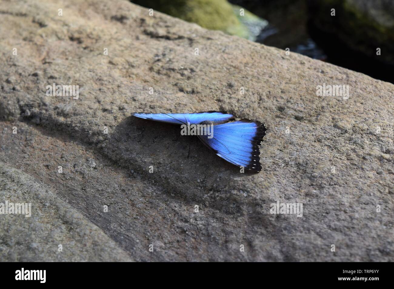 Blue Morpho Butterfly Stock Photo