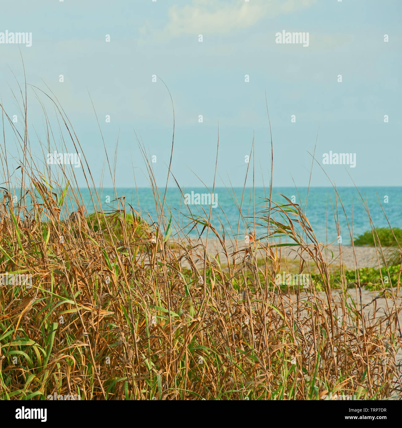 Photograph of grasses growing on a beach in southwestern Florida Stock Photo Alamy