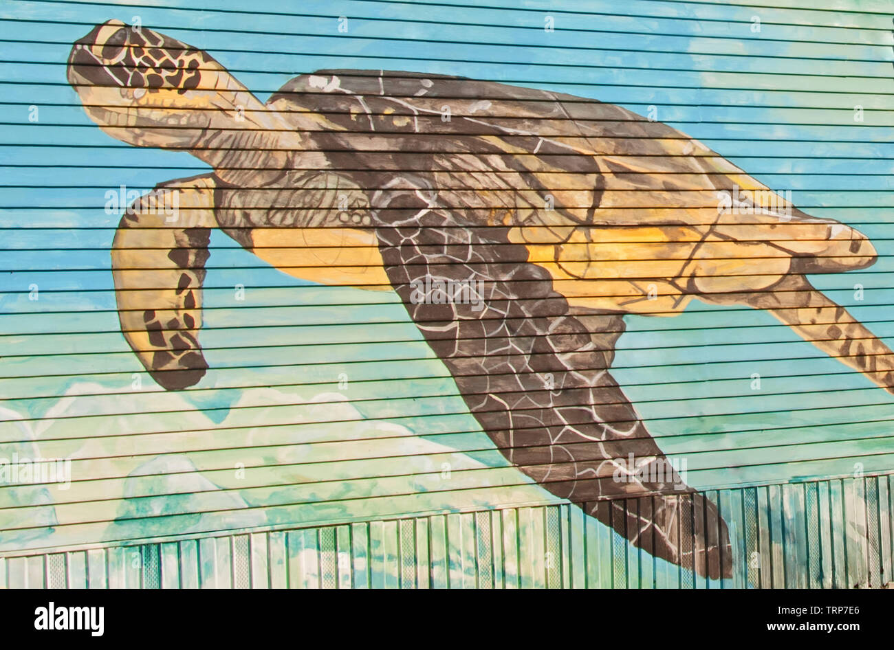 Photograph of a sea turtle artistically painted on the side of a wooden building Stock Photo