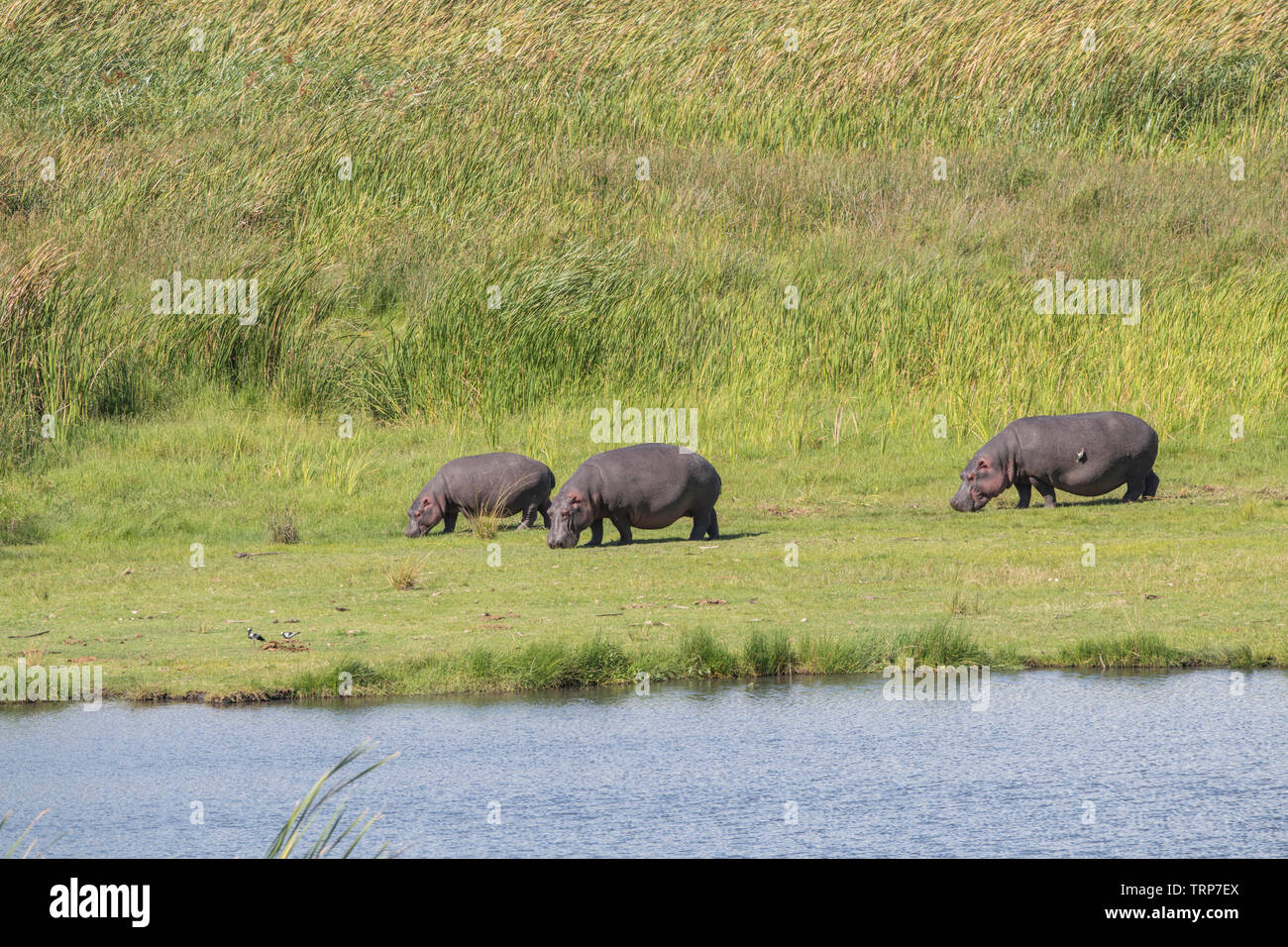 Hippos out of water, Ngorongoro Crater, Tanzania Stock Photo