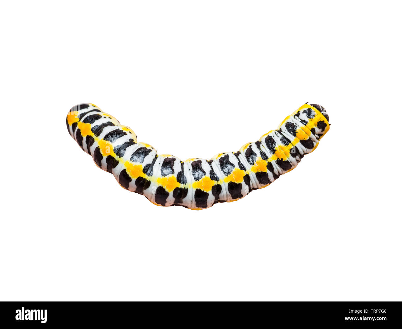 Exotic Caterpillar Insect Isolated on White Stock Photo