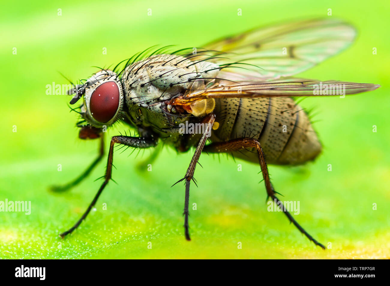 Exotic Drosophila Fruit Fly Diptera Insect on Plant Leaf Stock Photo - Alamy