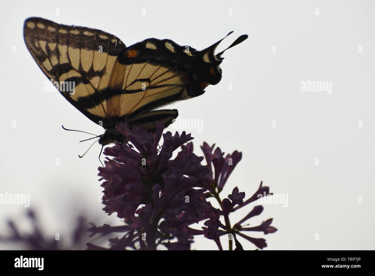 Springtime garden butterfly feeding amidst pollination of violet floral