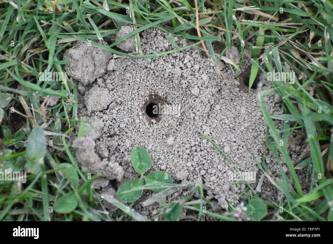 Entrance to the ant hill Stock Photo