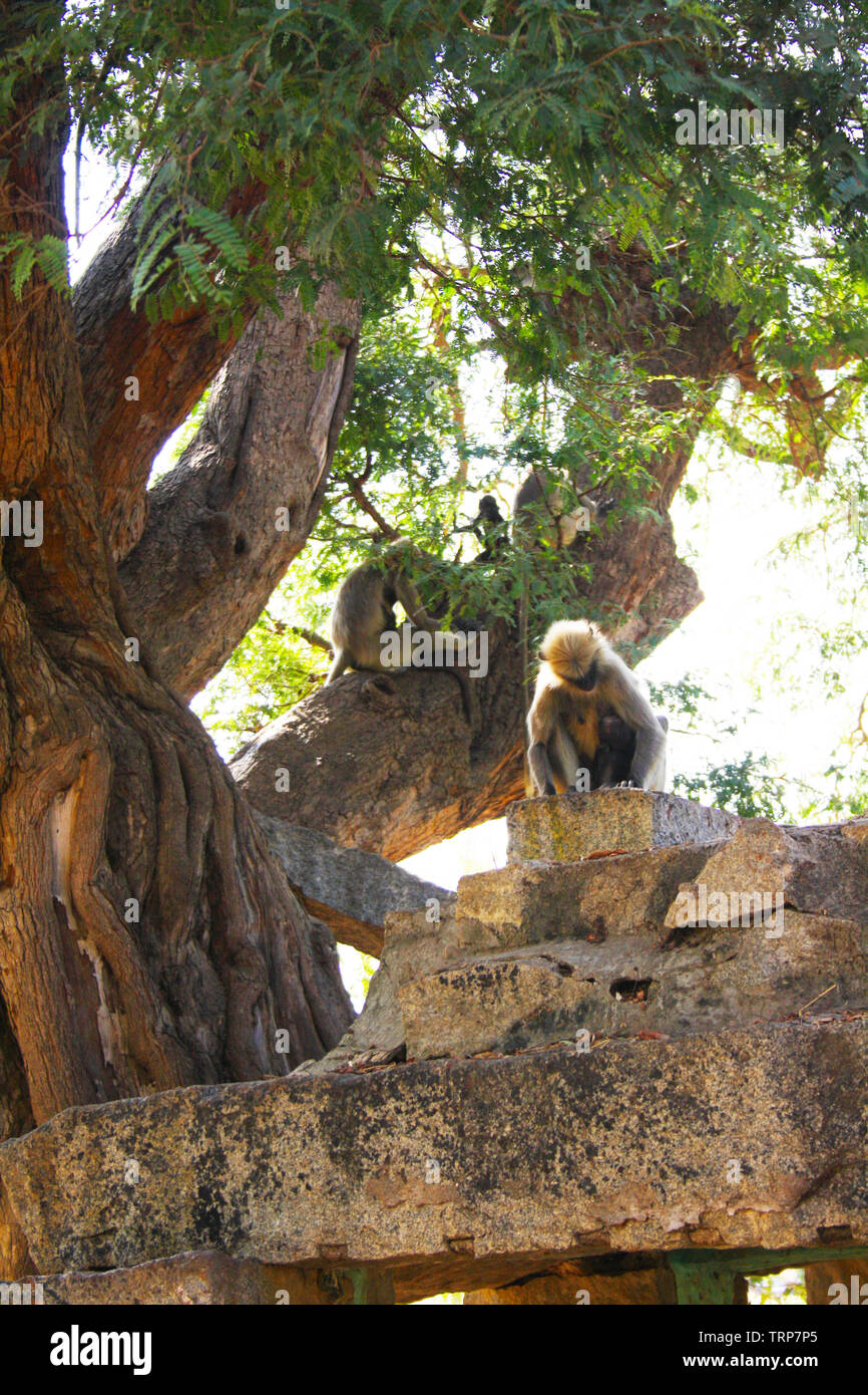 Monkeys of the ancient city of Hampi India Stock Photo