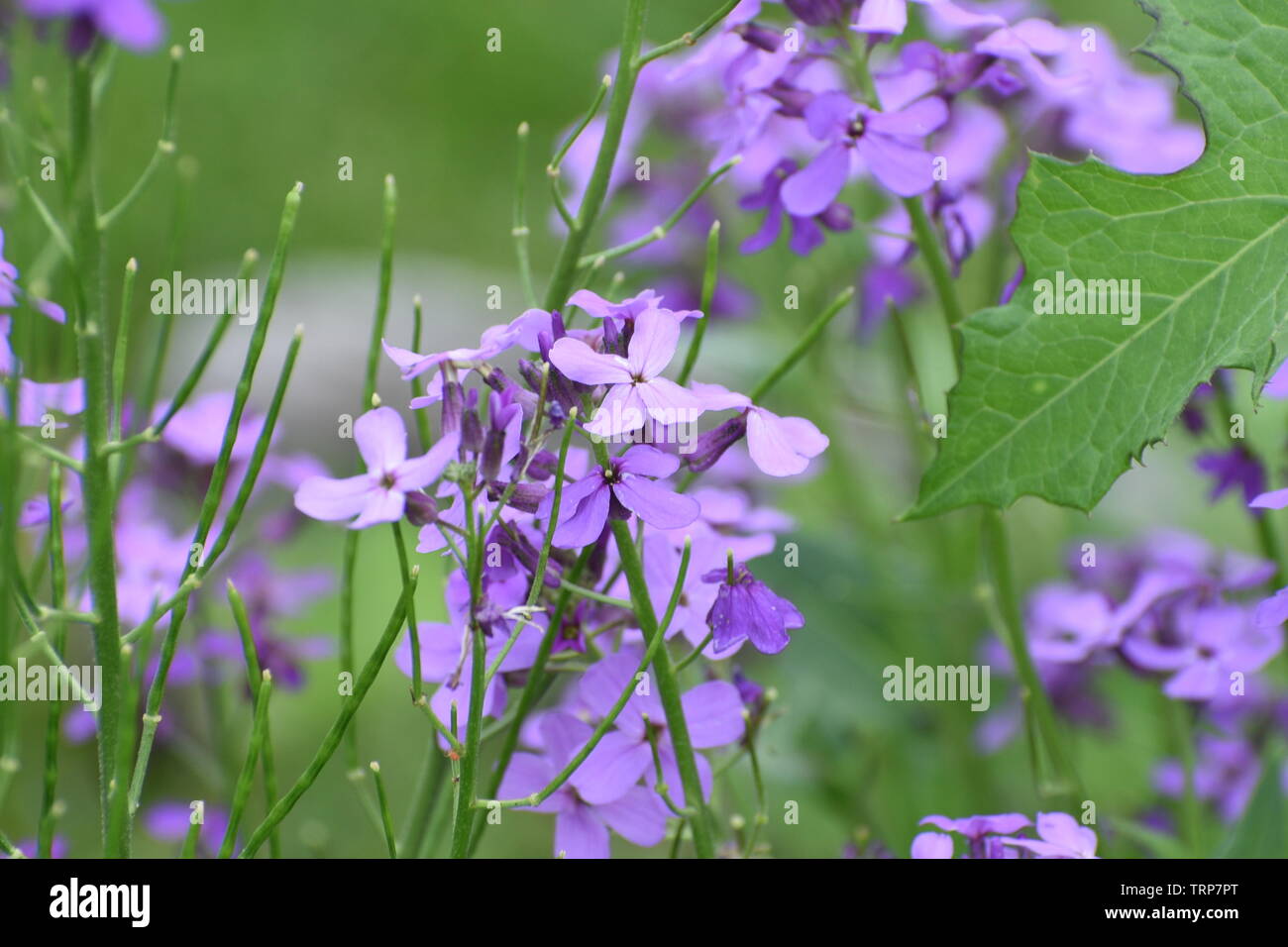 Wildflower in bloom hi-res stock photography and images - Alamy
