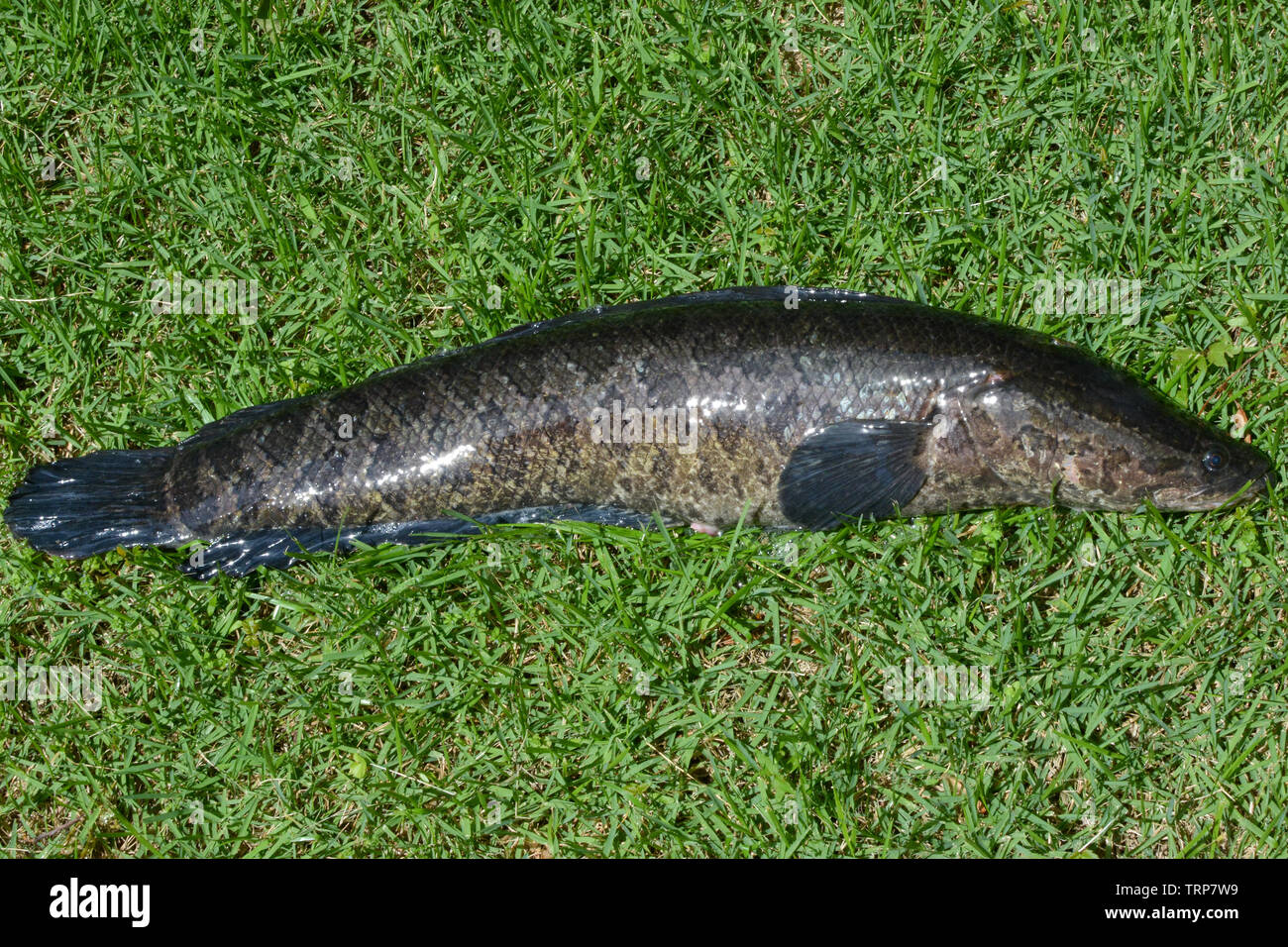 Northern Snakehead Fish Stock Photos Northern Snakehead Fish