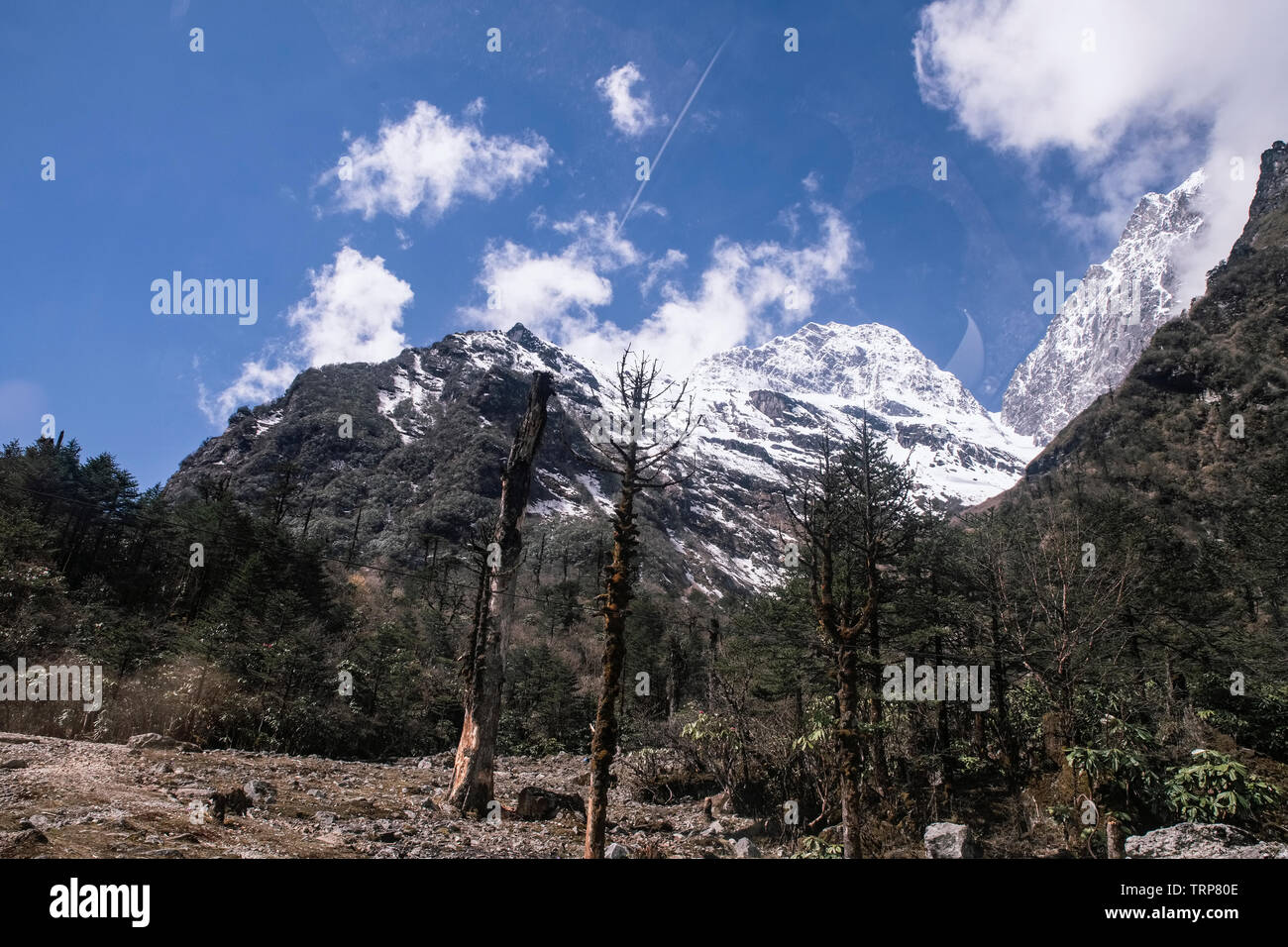Ecological ,damage,on ,environment,trees,presently,appearing,in, Yungtham,valley,,by heavy snow,attendant,avalance,North Sikkim,India. Stock Photo