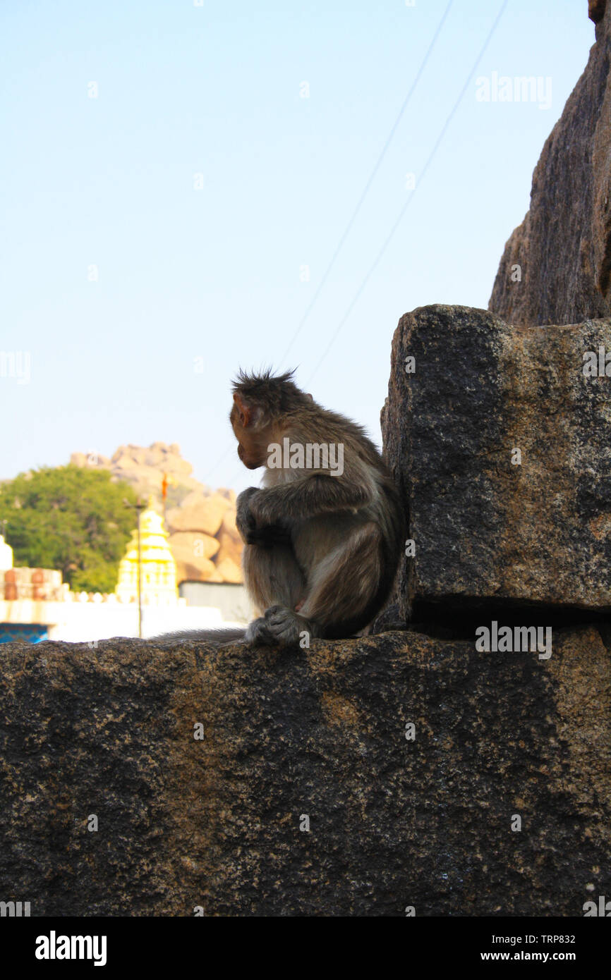 Monkeys of the ancient city of Hampi India Stock Photo