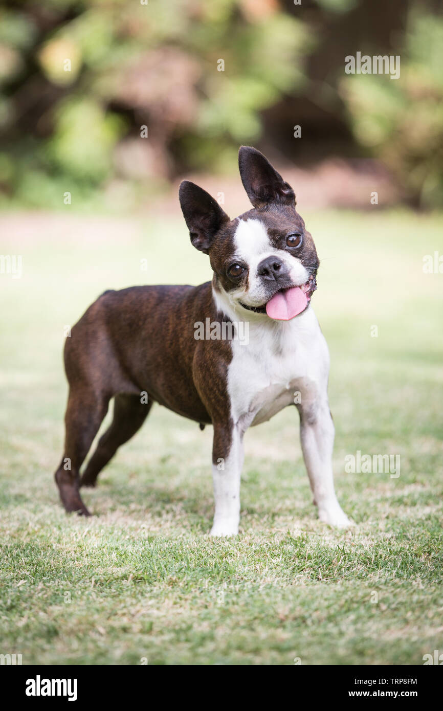 how big does a female boston terrier get