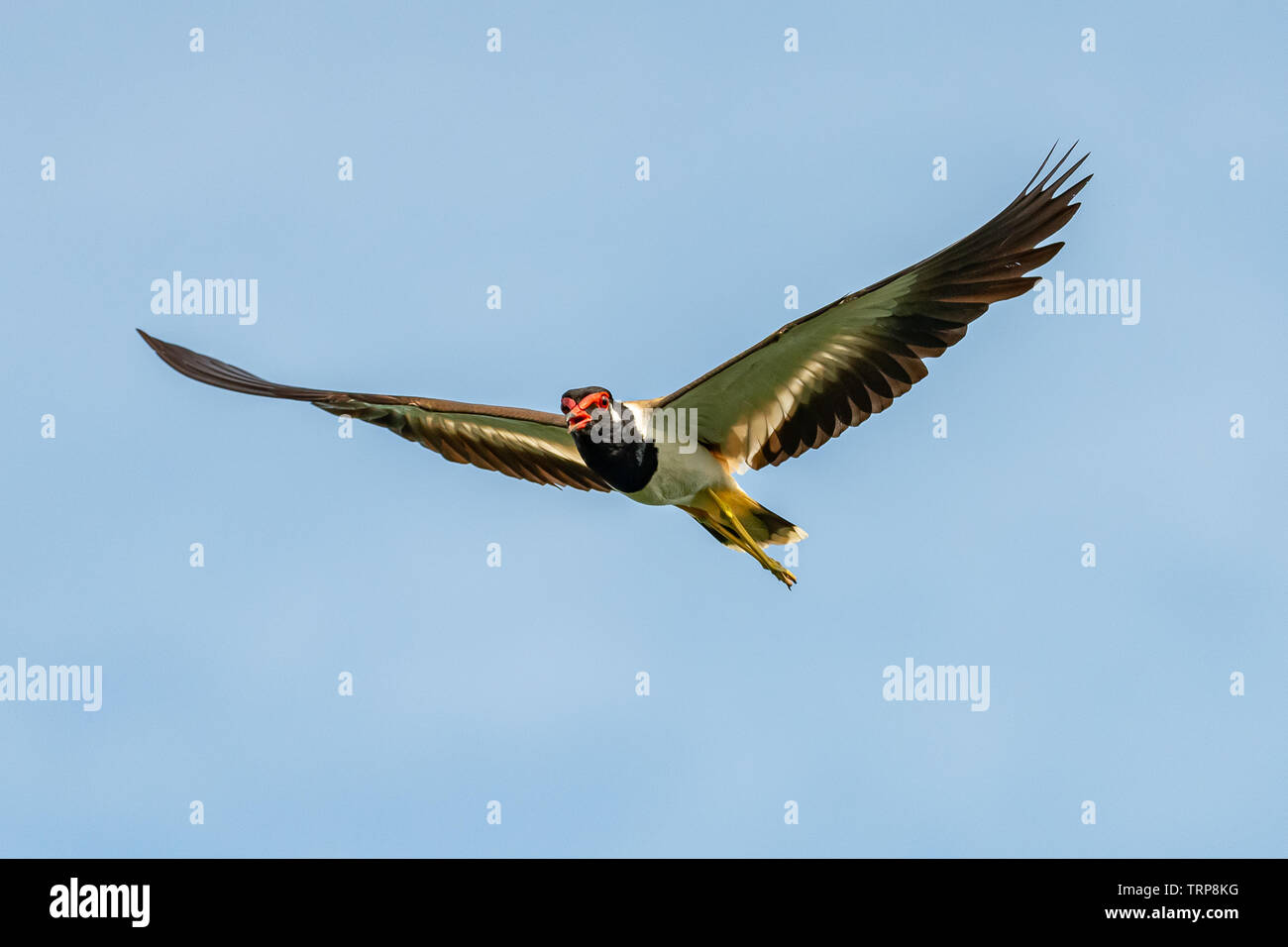 Red-Wattled Lapwing in flight with blue sky background Stock Photo - Alamy