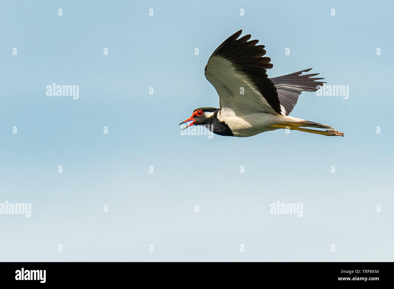 Red-Wattled Lapwing in flight with blue sky background Stock Photo - Alamy