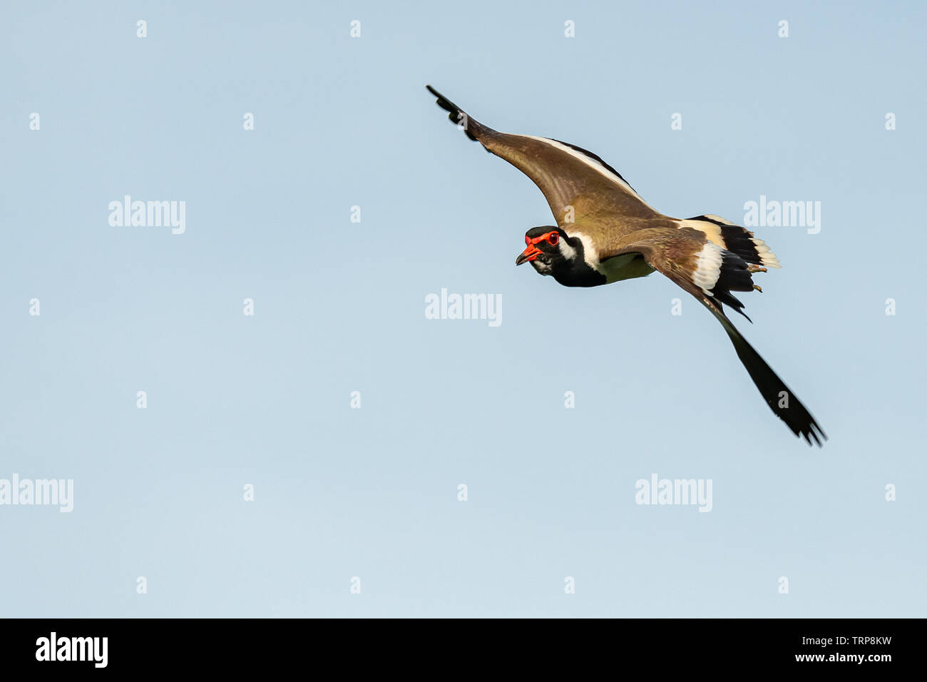 Red-Wattled Lapwing in flight with blue sky background Stock Photo - Alamy