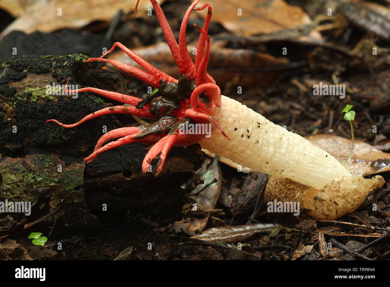 Red anemone stinkhorns fungus Stock Photo