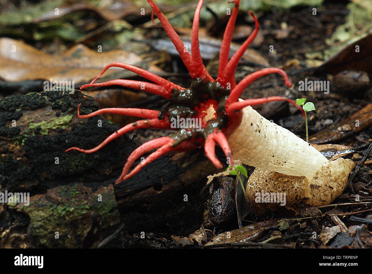 Red anemone stinkhorns fungus Stock Photo