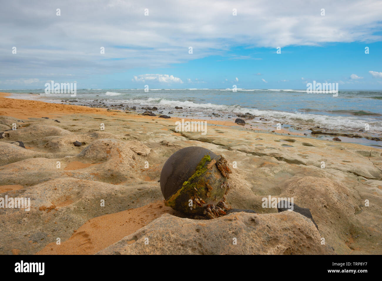 A commercial fishing buoy, encrusted with sea weed and barnacles