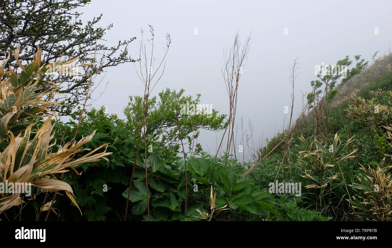 High mountain vegetation hi-res stock photography and images - Alamy