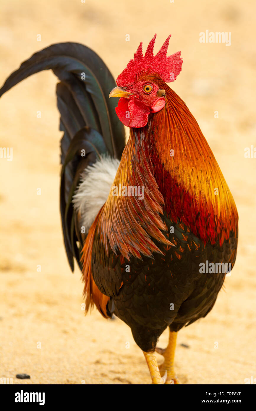 Red jungle fowl hi-res stock photography and images - Alamy