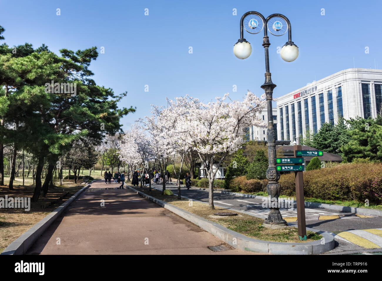Seoul, South Korea - April 11, 2018: Cherry blossom in Yeouido Park. It is a large recreational area located on Yeouido Island in the central part of Stock Photo