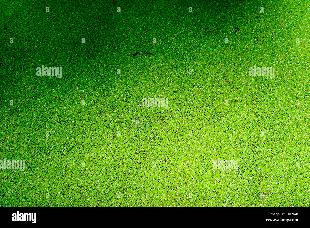 mosquito fern has green and yellow color and fall leaves on water surface in pond Stock Photo