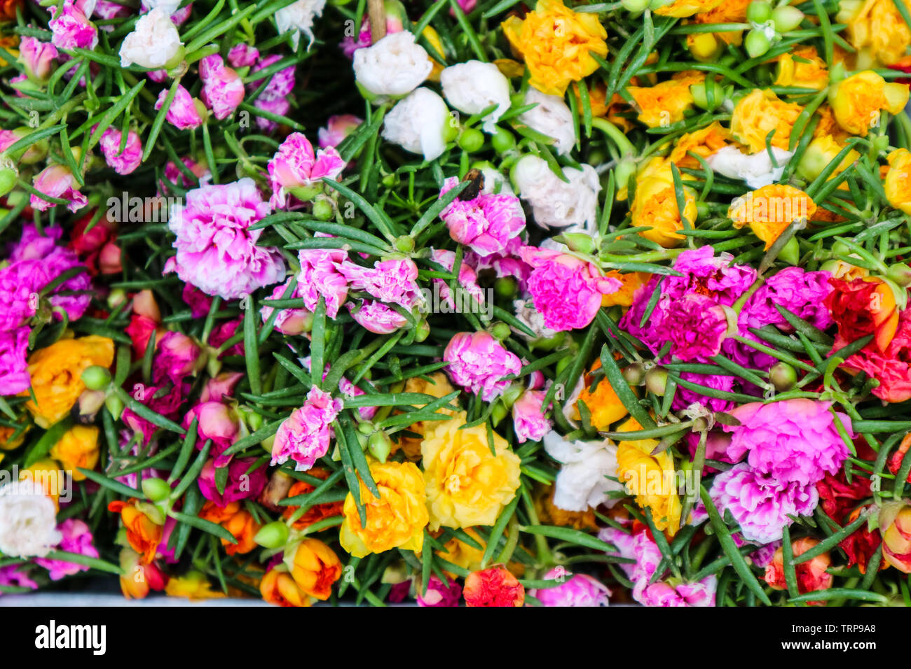 multicolor of Portulaca grandiflora flower blooming in garden after drain drop Stock Photo
