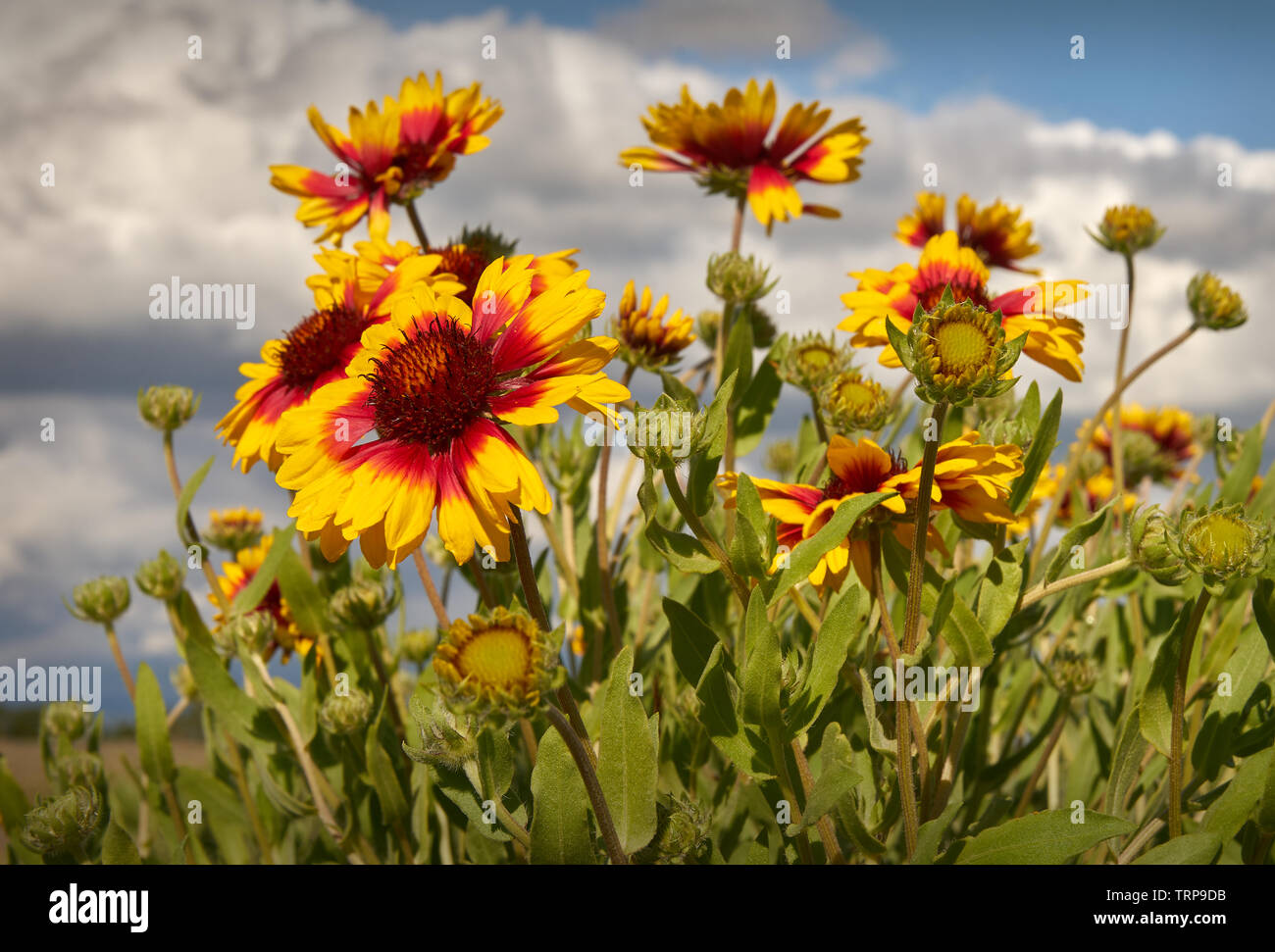 Firewheel Sundance or Indian Blanket Flower. Sundance flower in a meadow. This flower is also known as Fire Wheel flower and Indian Blanket flower Stock Photo Alamy