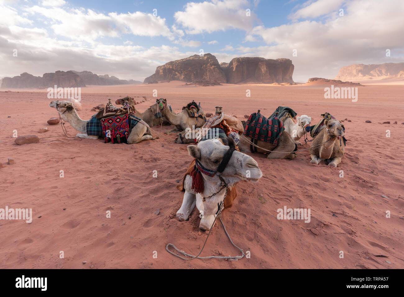 Group of camels chilling in the morning at Wadi Rum desert, Jordan, Middle-East Stock Photo