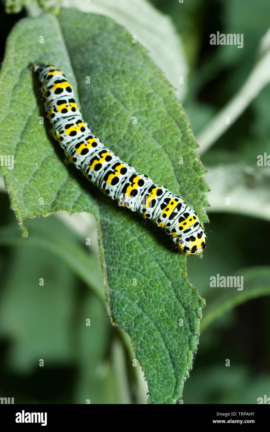 Mullein Moth Caterpillar Stock Photo Alamy