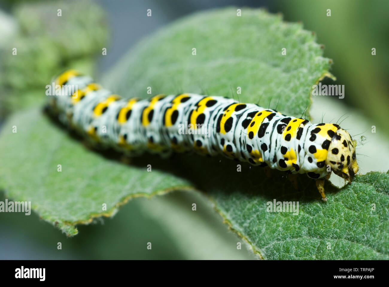 Mullein Moth Caterpillar Stock Photo Alamy