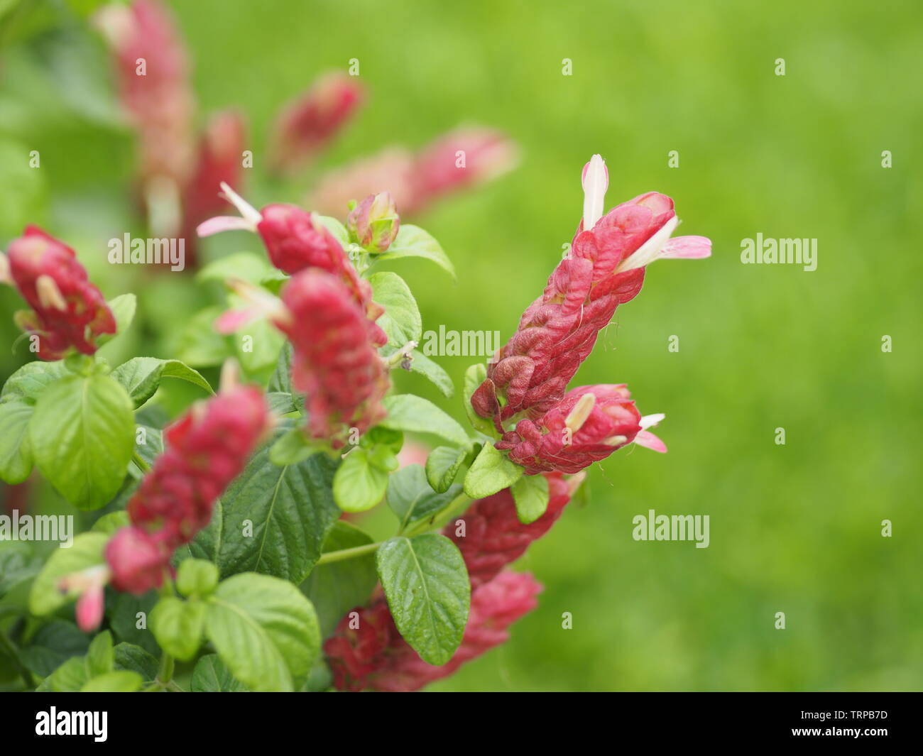 red pink flower Name Panama Queen Plant, The Orange Shrimp Plant, The Coral Aphelandra Single leaf Sorting alternately Lanceolate The flower is a big Stock Photo