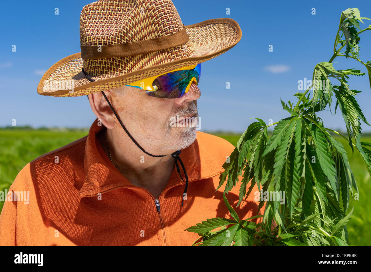 Outdoor portrait of bearded Caucasian senior man wearing orange sweatshirt, straw hat and chameleon sunglasses examining hemp plant Stock Photo
