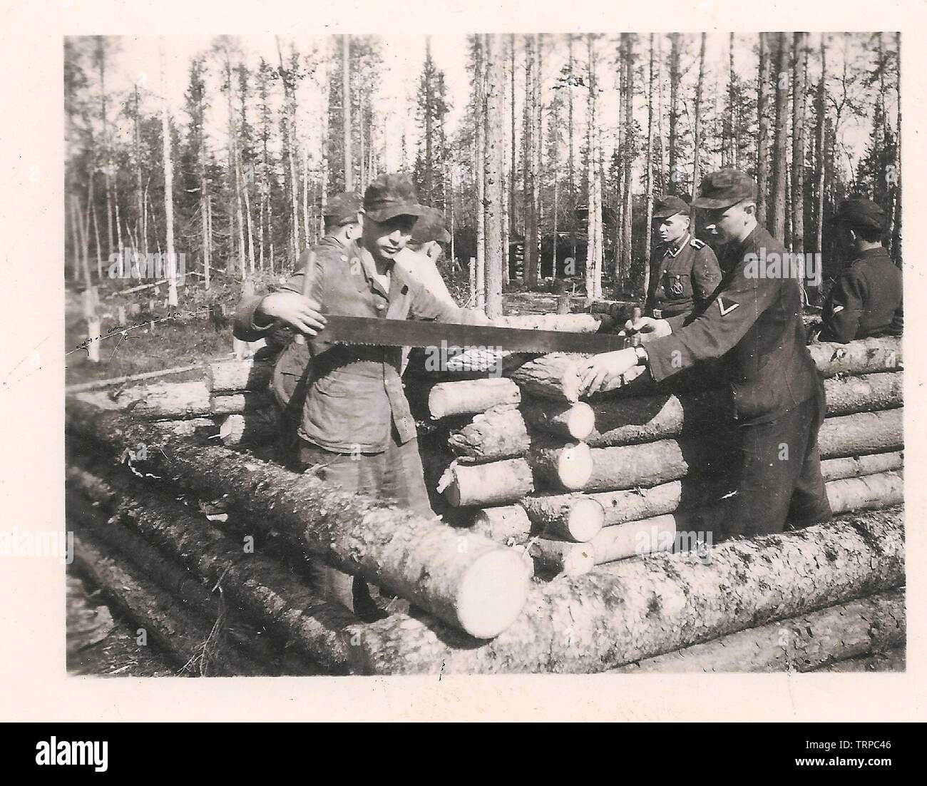 Waffen SS Troops from 6th Mountain Division Nord building a Log Bunker on the Northern Front Army Group North 1942 Stock Photo